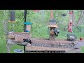 UW-Whitewater Bird Cam