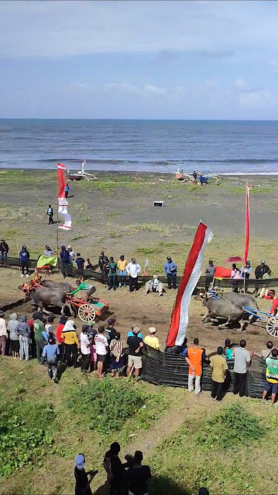 Lomba Balap Kerbau Makepung tradisi Jembrana Bali