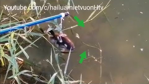 Câu cá lóc bằng vịt con gặp cá khủng, câu cá lóc, snakehead fishing