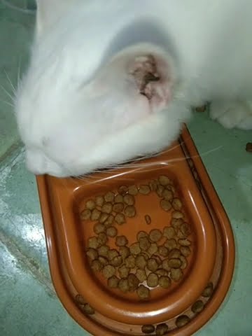Moi 4Bulan super aktif well #cat #kucing #catlover - YouTube