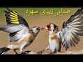 صدای زیبای سهره برای تحریک و آماده سازی سهره ماده الصوت طائر الحسون
