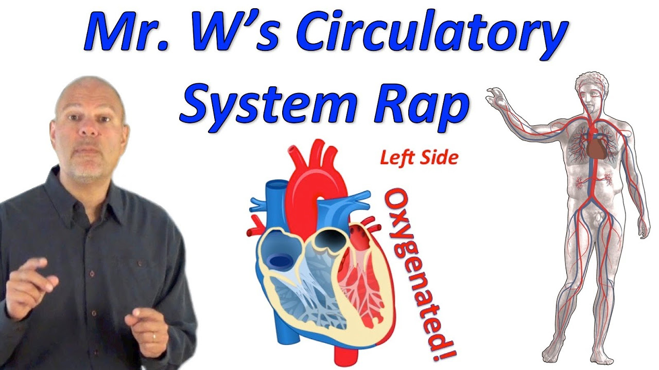 Circulatory System Rap Pump it Up