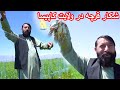 Zamir Kabuli | شکار قرچه در ولایت زیبای کاپیسا توسط ضمیر کابلی - خنده کو