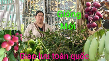 20/11 GL .Cây ăn trái .nhiều loai độc lạ giống mới xiêu trái #lh0398186607#bao Síp ...