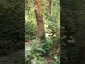 গ্রামের অপরুপ চিত্র #highlights