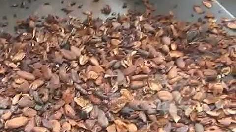Cocoa Bean Peeling Machine Video From Cara@machinehall.com