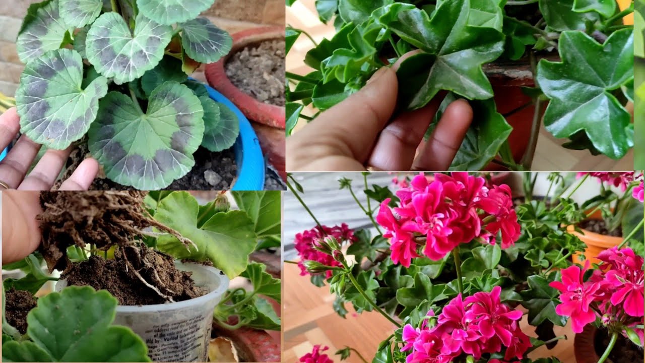 How to grow and care Geranium plant 🌺 