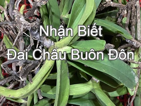 đai châu, ngọc điểm, nghinh xuân rừng buôn đôn - kinh nghiệm nhận biết lan rung buon don