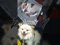 Proton VS Timmy #edit #shorts #dogs #jackrussellterrier #pomeranian #fyp