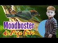 Kompilasi Suara Burung Masteran Dan Suara Air Mood Booster Pagi Hari Terbaik Mp3 - Mp4 Download