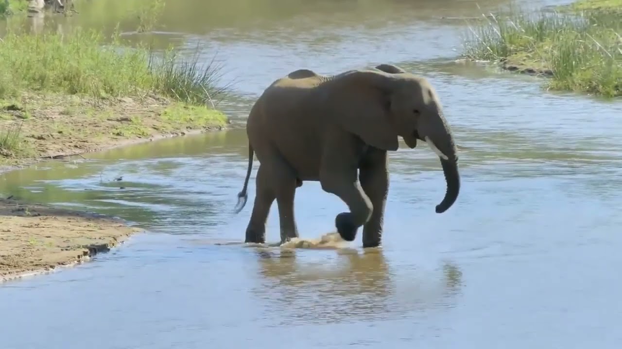 Elephant Amazon Forest elephant video Full HD part 1