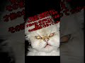 背中押してくれるネコ pt.Ⅱ