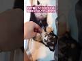 TVを観てると甘えてくる生後2ヶ月のパピーチワワが可愛い❤ #ブリーダー #子犬販売