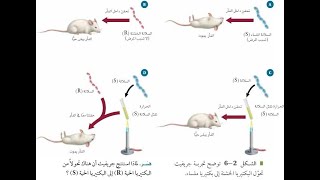 المادة الوراثية دي ان ايه DNA الجزء الأول