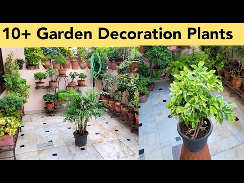 Names of 10+ Garden Decoration Plants / Permanent Plants / Nursery Houseplants / Ornamental