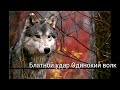 Блатной удар - Одинокий волк