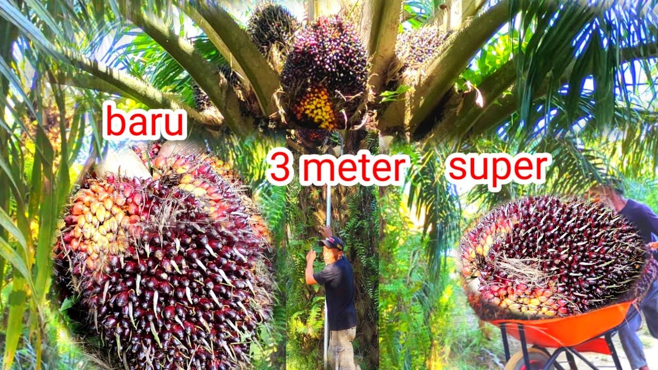 Сбор пальмового масла сорта PPKS с низким содержанием основных плодов дает все крупные плоды
