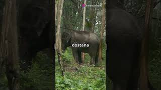 Manu Aur Bablu Ki Jungle Yatra