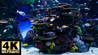 AQUARIUM 4K Coral Reef 4K Aquarium No Music No Ads - 3 Hours | Aquarium Sounds For Sleeping by Soothing Vibes 134 views 1 month ago 3 hours