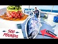 GIANT 500 Pound TUNA Fishing!!! (CATCH CLEAN COOK)