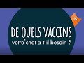 De quels vaccins votre chien atil besoin 