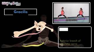 Could Gracilis muscle be the reason you still can’t get your split