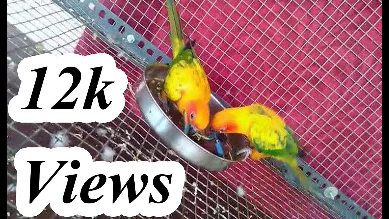 Sun Conure Breeding Setup Behaviers & Eggs YouTube