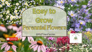 Best Low Maintenance Perennial Flowers For Your Garden