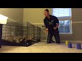 Clue Game for Dog Mental Enrichment Clue Game for Dog Mental Enrichment