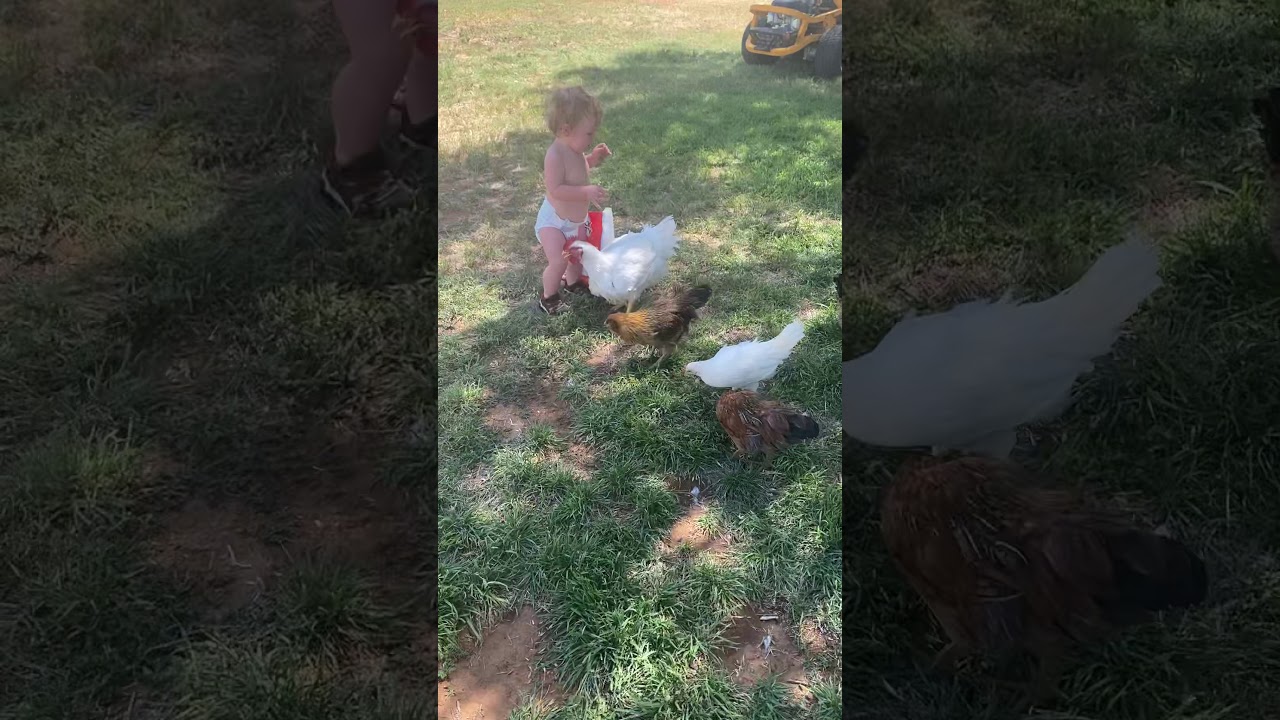 Feeding And Chasing Chickens 😆 Youtube