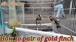 How to Pair of gold finch Male Gold Finch Mating With Female Gold Finch In 2021 gold finch with gold