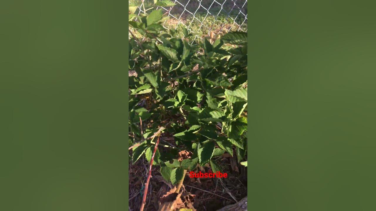 Growing blackberries in Florida YouTube