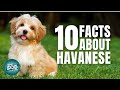 10 Facts About Havanese | Dogs 101 - Havanese の動画、YouTube動画。