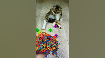 Cat Barsik Balls 🌈⭕ Reverse video #cat #reverse #marblerunandmore