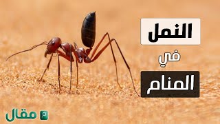 النمل في المنام | تفسير رؤية النمل في الحلم للعزباء والمتزوجة والرجل