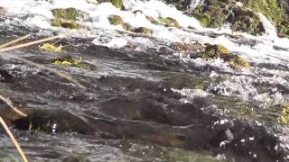 528Hz Solfeggio Frequency | Love Frequency | Warm River