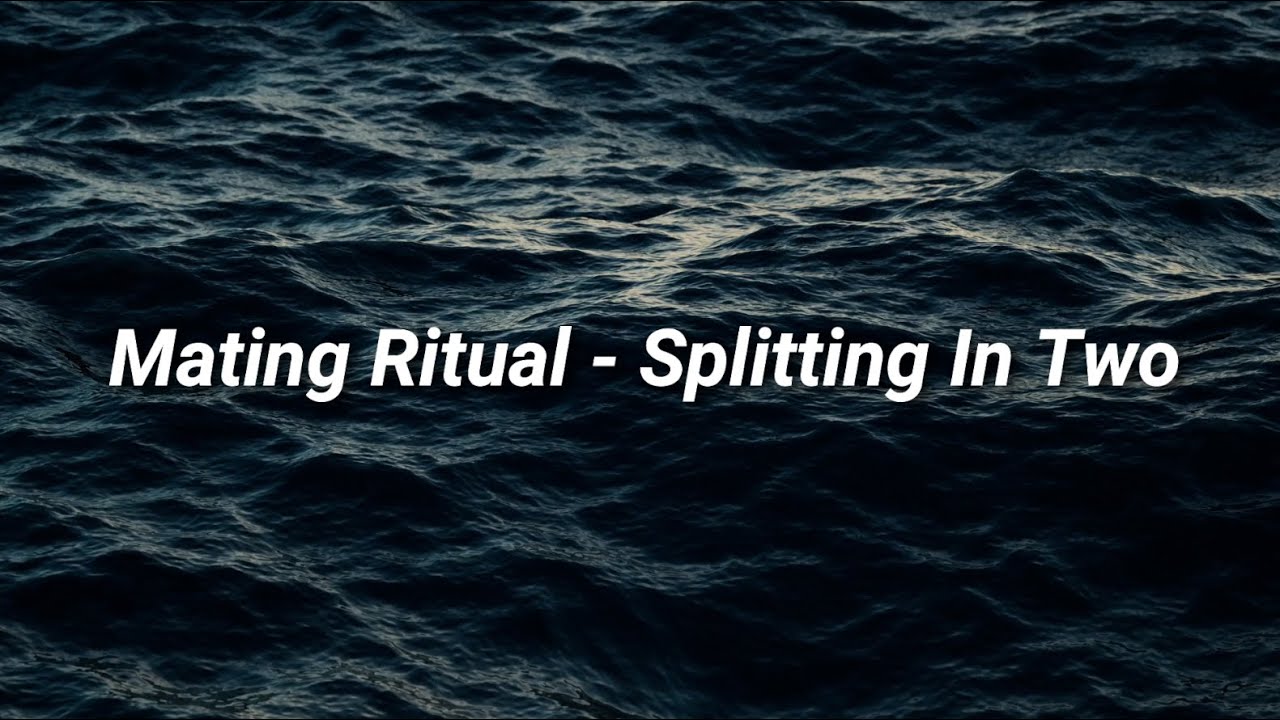 Mating Ritual Splitting In Two (Lyrics) YouTube
