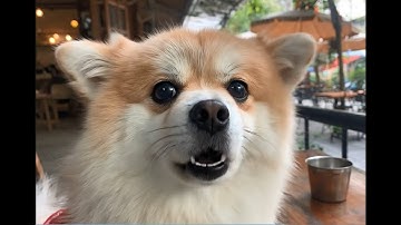 Đẹp zai quá cũng khổ... !