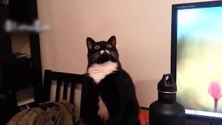 Top 50 Funny Cat Videos - Funny Cats 2018 by Vines Motion 38,254 views 5 years ago 10 minutes, 28 seconds