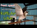 Dengan Ropelan Trucukan Ropel Subuh Ini Trucuk Lain Pasti Ikut Nyaut Mp3 - Mp4 Download