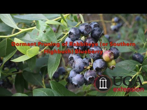 Video: Blueberry Pruning: Yuav Ua Li Cas Prune Blueberries Nyob Rau Lub Caij Nplooj Zeeg Thiab Caij Nplooj Ntoo Hlav Rau Cov Pib Tshiab? Kho Kom Raug Pruning Ntawm Vaj Blueberries Hauv Ch