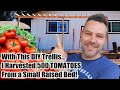 Grow Way More Tomatoes In Less Space! - Best Way to Trellis Tomatoes EVER!!!