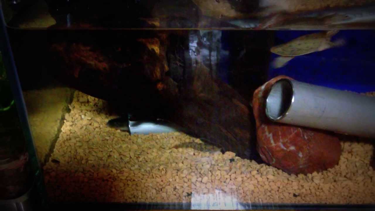 癒しの時間 ウナギ メダカ カワムツ ドジョウ スッポン ミナミヌマエビ ヨシノボリ Youtube