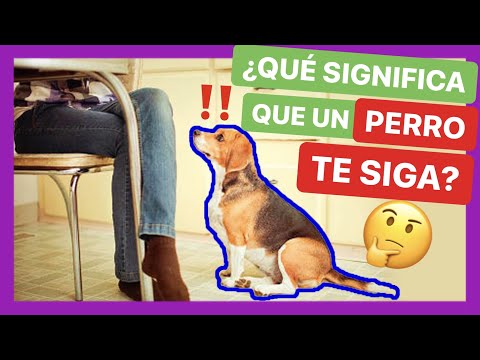 Video: É Por Qué Mi Perro Va con Gente que Ne Le Gustan Las Mascotas?