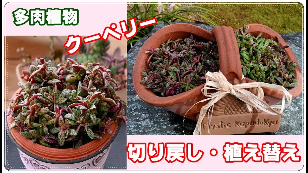 多肉植物 クーペリー 切り戻し・植え替えしました('ω')ノ - YouTube