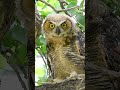 Young and very curious Great Horned Owl checks out the photographer