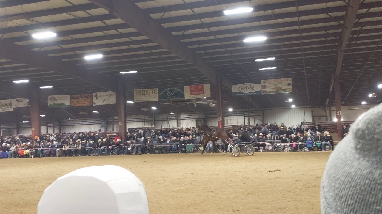 Exciting Dutch Harness Horse Stallion presentation at Cloverdale IN