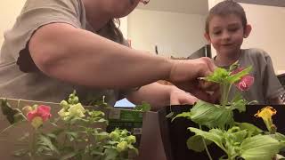 We plant in self watering window boxes