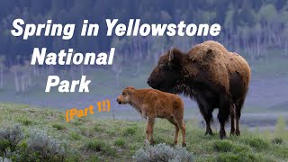 BEARS, BADGERS, and BISON!🐻🦡🦬-Springtime in Yellowstone 2024 (PART 1!)