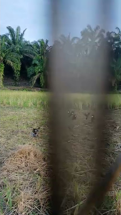 Cuhuiii 😲 ! jaringnya penuh😱 | trik jitu mikat burung paling ampuh | pikat burung | jalak #shorts